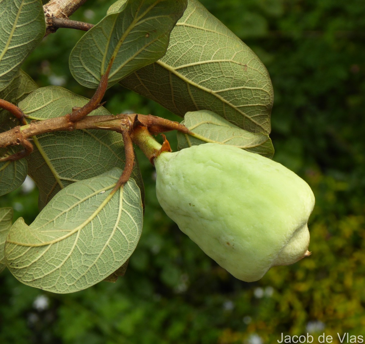 Ficus pumila L.